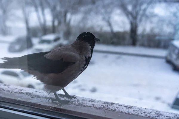 Die Krähe vor dem Fenster blickt zurück — Stockfoto