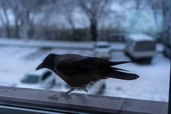 冬は窓の外で食べるカラス — ストック写真
