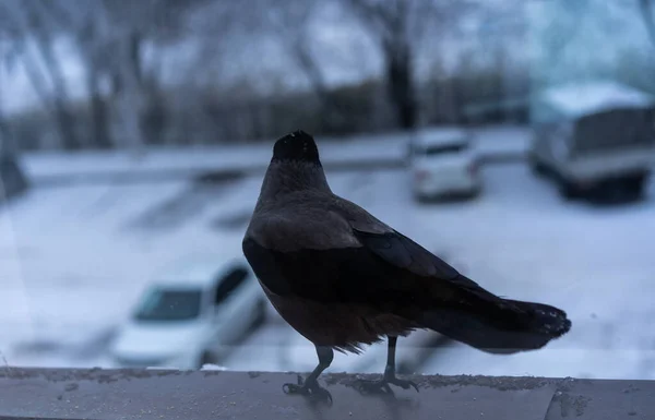 Crow eating outside the window in winter — Stock Photo, Image
