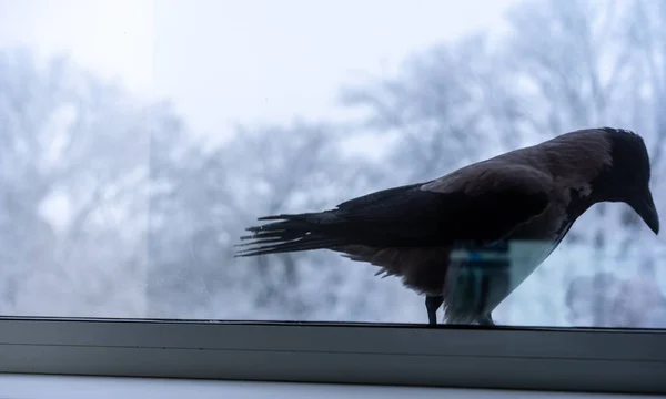 Ворона ест за окном зимой — стоковое фото