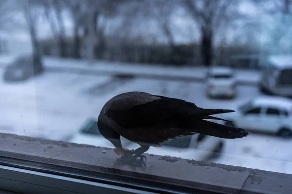 Corvo comendo fora da janela no inverno — Fotografia de Stock