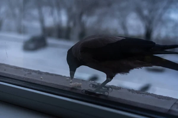 Crow eating outside the window in winter — Stock Photo, Image