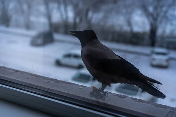 Corvo comendo fora da janela no inverno — Fotografia de Stock