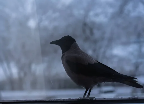 Cuervo comiendo fuera de la ventana en invierno — Foto de Stock