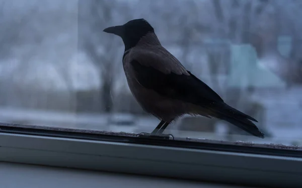 Kråka äta utanför fönstret på vintern — Stockfoto