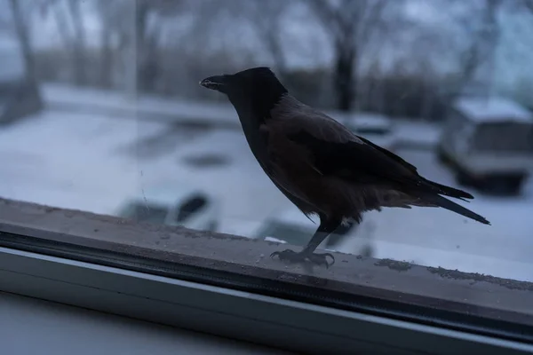 Corvo comendo fora da janela no inverno — Fotografia de Stock