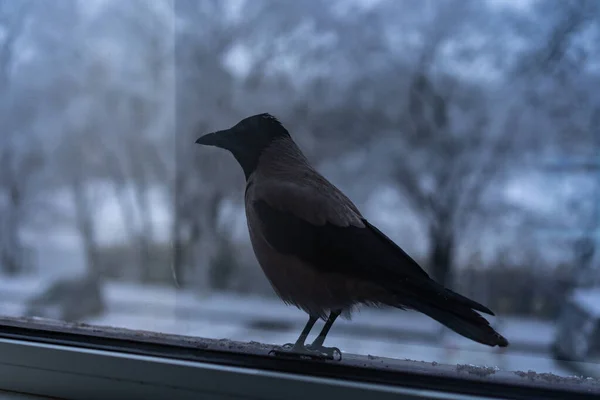 冬は窓の外で食べるカラス — ストック写真