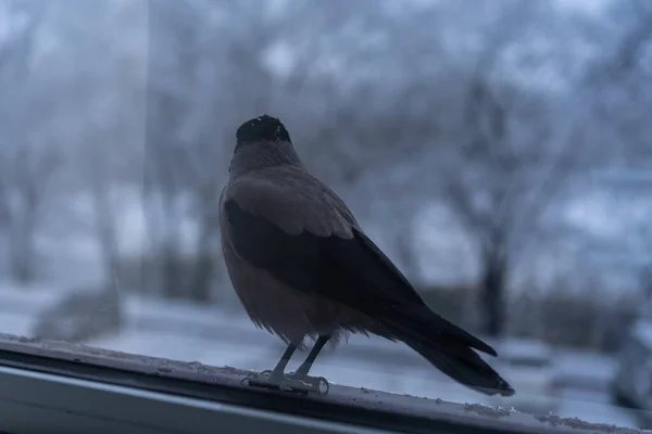 Ворона ест за окном зимой — стоковое фото
