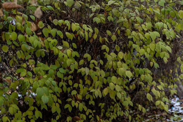 Folhas verdes de verão, folhas amarelas de outono e neve de sílex — Fotografia de Stock
