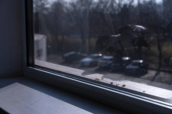 A crow outside the window taking a nut flies away