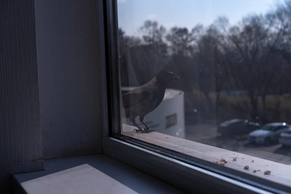 Crow voou para comer nozes — Fotografia de Stock