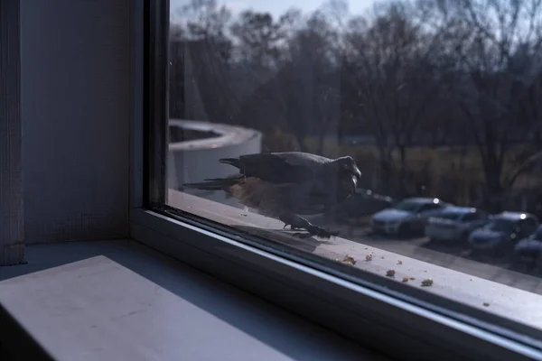 クロウは窓の外に残されたナッツを食べたがっている — ストック写真