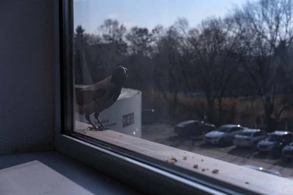 Kråkan flög in för att äta nötter — Stockfoto
