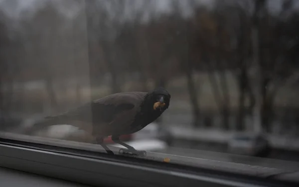 Kråka som står utanför fönstret — Stockfoto