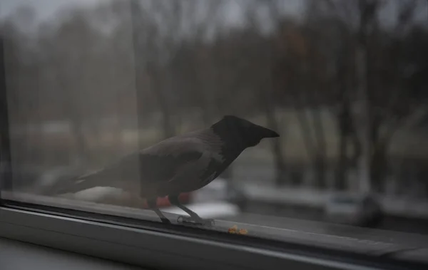 Krähe steht vor dem Fenster — Stockfoto