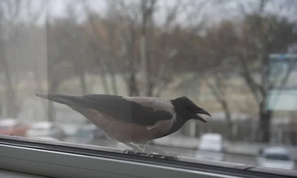 Kråka som står utanför fönstret — Stockfoto
