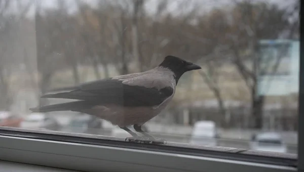 Cuervo parado fuera de la ventana — Foto de Stock
