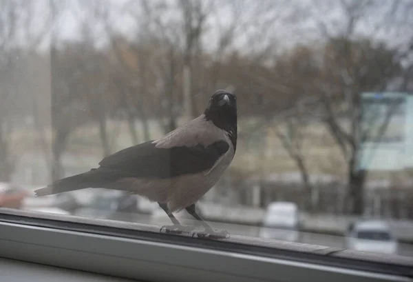 Krähe steht vor dem Fenster — Stockfoto