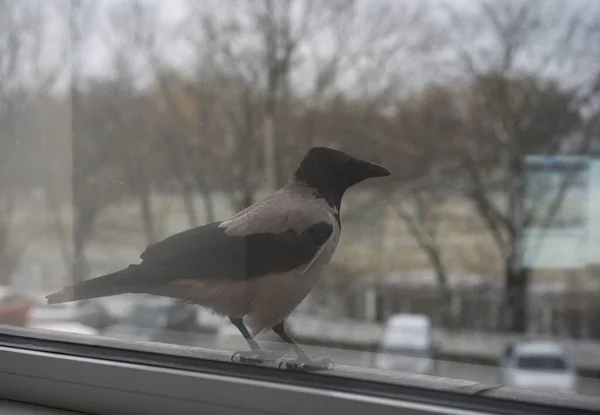 Corbeau debout devant la fenêtre — Photo