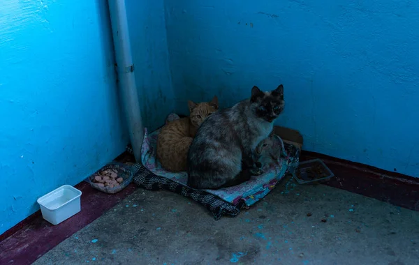 Sem-teto mãe gato e seus gatinhos — Fotografia de Stock