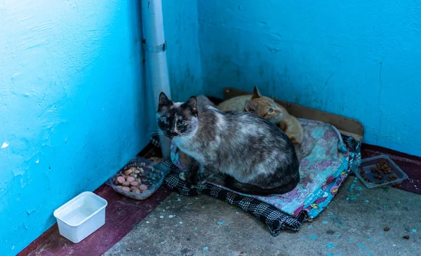 Sin hogar mamá gato y su gatitos — Foto de Stock