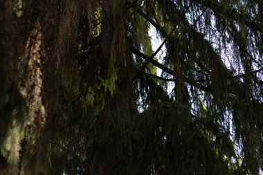 Bir ağaçtan sarkan ladin dalları