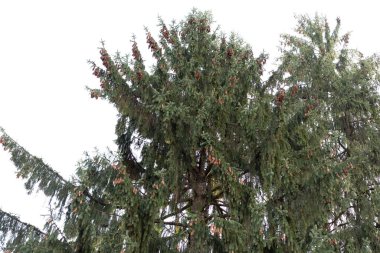 Üzerinde bir sürü koni olan yeşil ladin.