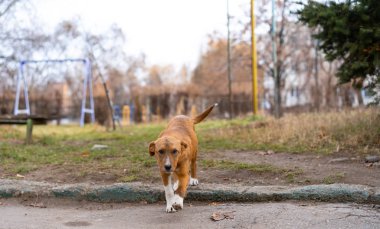 Sokakta oturan evsiz köpek..