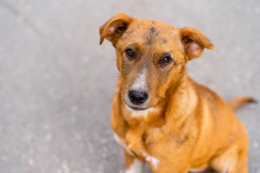 Sokakta oturan evsiz köpek..