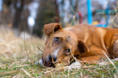 Sokakta kemik yiyen evsiz bir köpek.