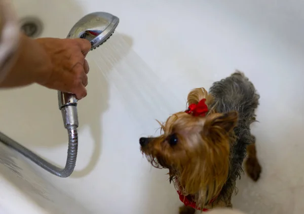 Anjing itu dicuci di kamar mandi — Stok Foto