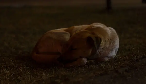 Homeless dog lies on the grass in the dark — Stock Photo, Image