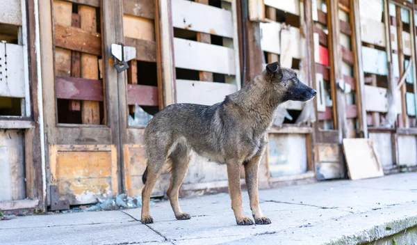 Dakloze hond bij een verlaten gebouw — Stockfoto