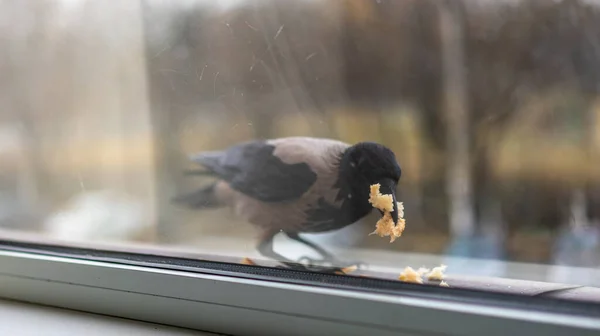 Corvo come pão enchendo sua boca — Fotografia de Stock