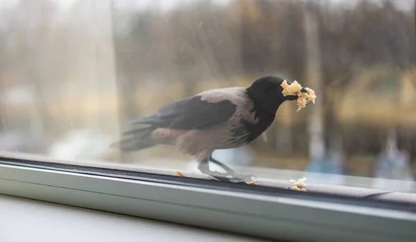 Corvo mangia pane riempiendo la sua bocca — Foto Stock