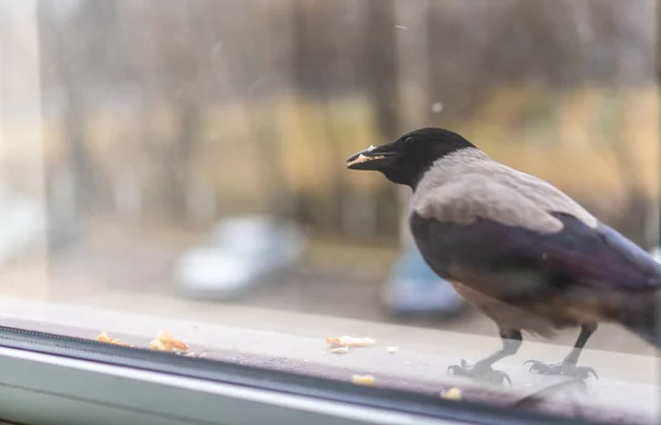 Corbeau mange du pain près de la fenêtre — Photo