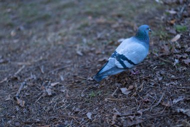 Pigeon seeks food on earth
