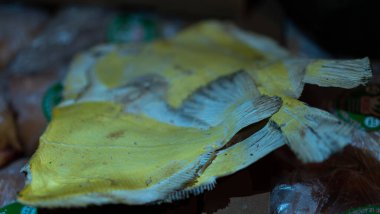 Dried yellow fish on top of each other