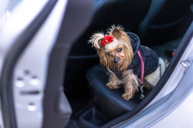 Yorkshire Terrier in the backseat of a car