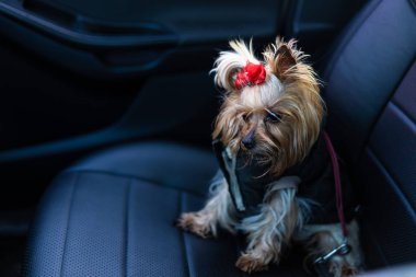 Yorkshire Terrier köpeği arabada oturuyor.