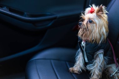 Yorkshire Terrier köpeği arabada oturuyor.