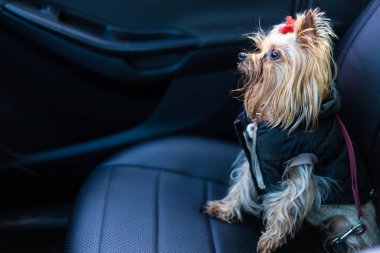 Elbiseli köpek arabada oturuyor.