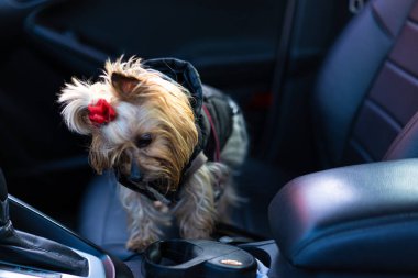 Yorkshire Terrier köpeği arabada oturuyor.
