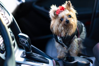 Yorkshire Terrier köpeği arabada oturuyor.