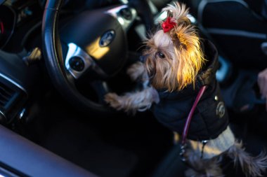 Araba süren elbiseli bir köpek.