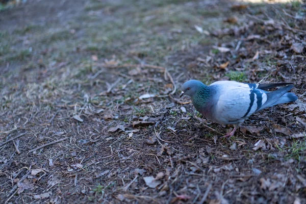 Pigeon seeks food on earth — Stockfoto