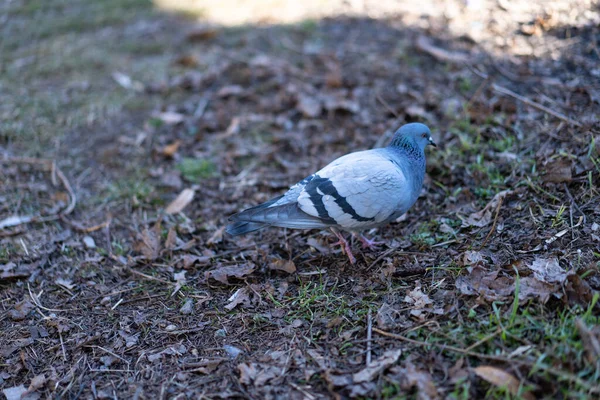 Pigeon seeks food on earth — Stockfoto