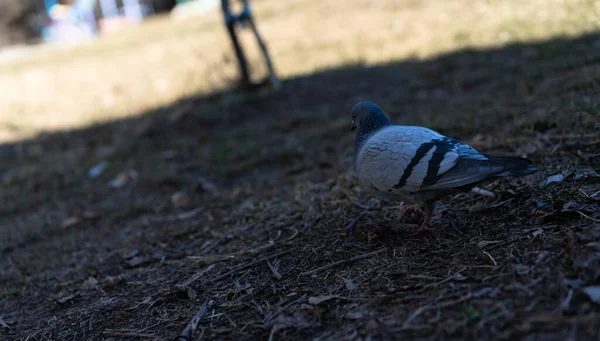 Pombo procura alimento na terra — Fotografia de Stock