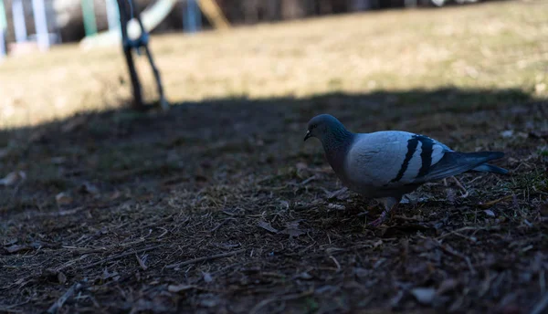 Pombo procura alimento na terra — Fotografia de Stock