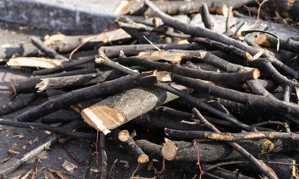 Lehullott faágak a földön — Stock Fotó